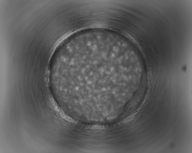 X0000116021029200912111347