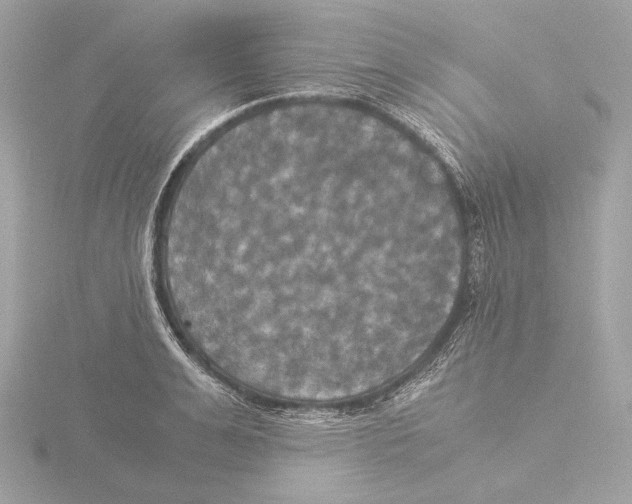 X0000116020991200912181146