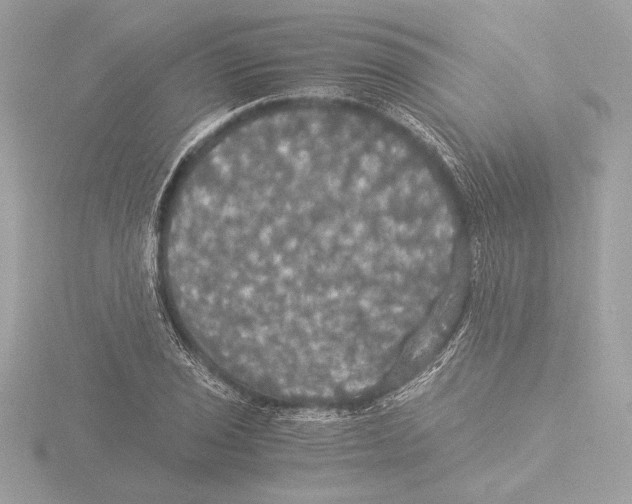 X0000116021029200912181145