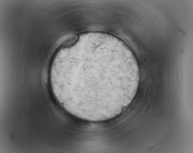 X0000116020060200912312201