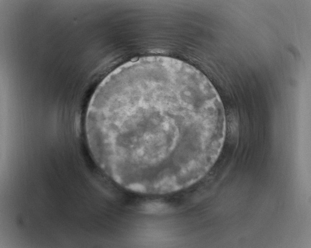 X0000116020262200912312158