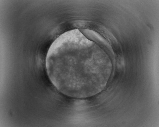 X0000116020332200912312158