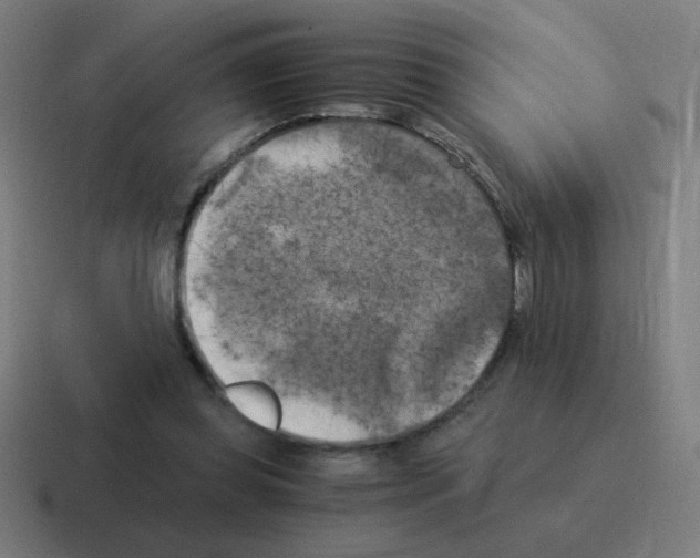 X0000116020349200912312157