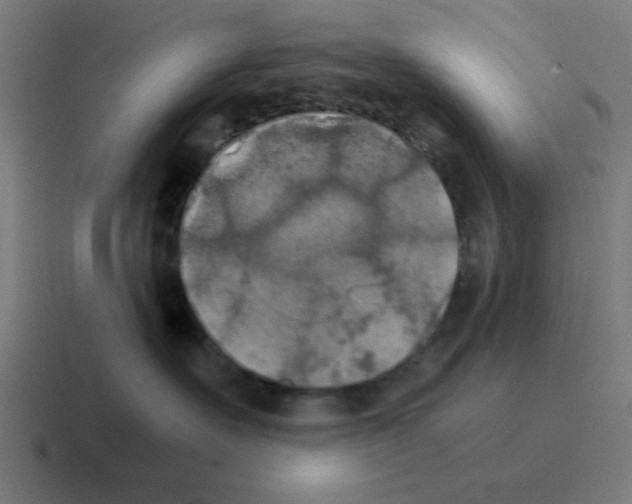 X0000116020527200912312155