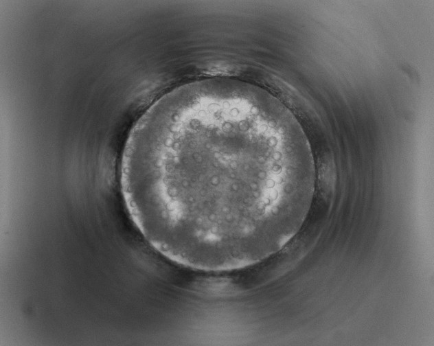 X0000116020554200912312155