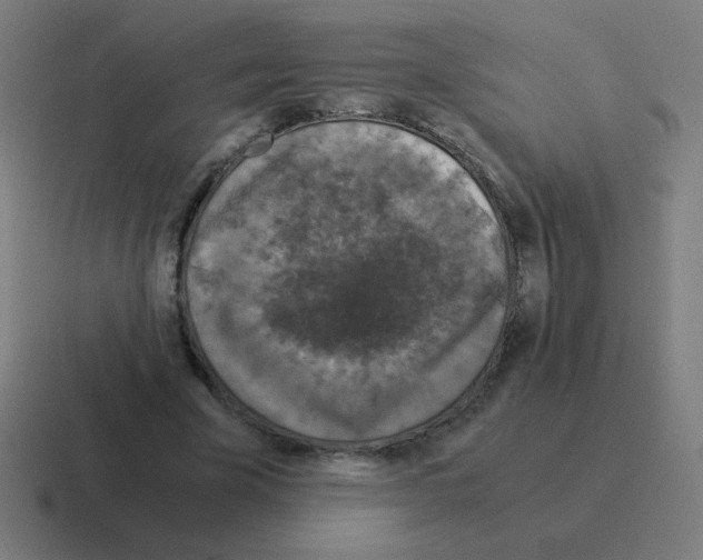 X0000116020585200912312154