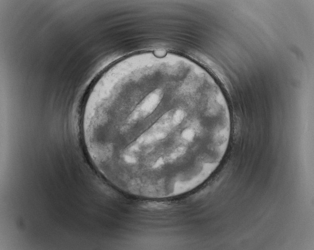 X0000116020835200912312151