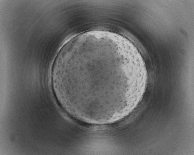 X0000116020858200912312151