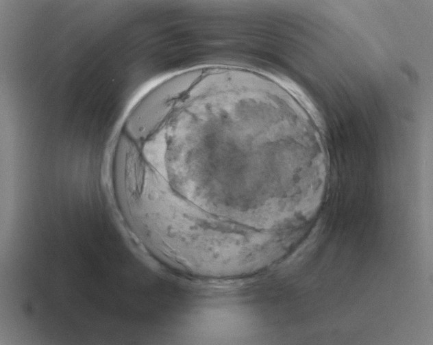 X0000116020862200912312151