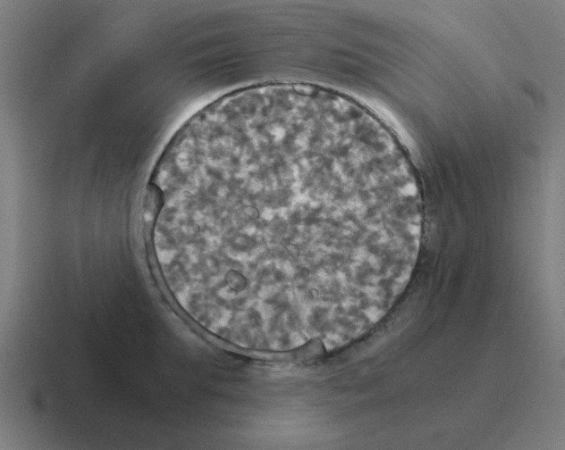 X0000116020903200912312150