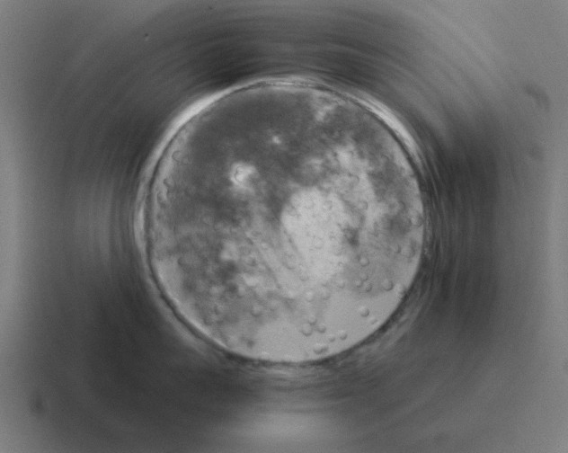 X0000116020959200912312150