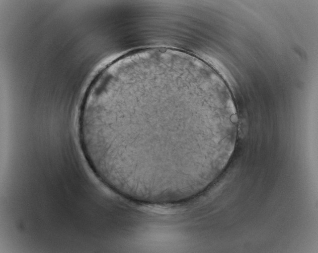 X0000116020995200912312149