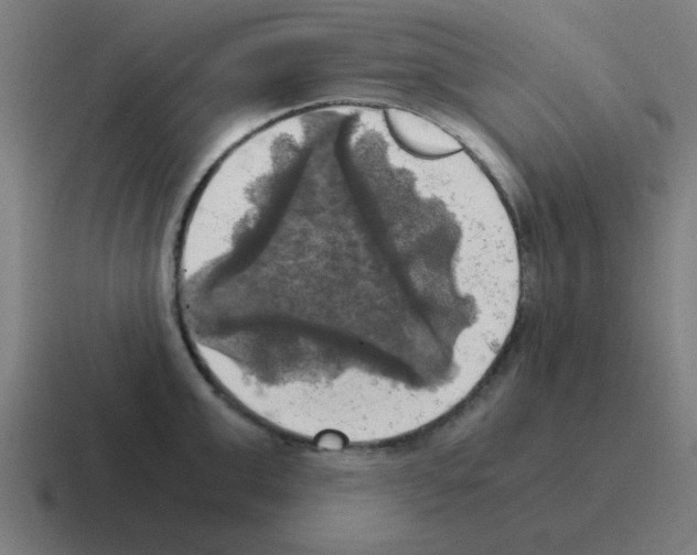 X0000116020999200912312149