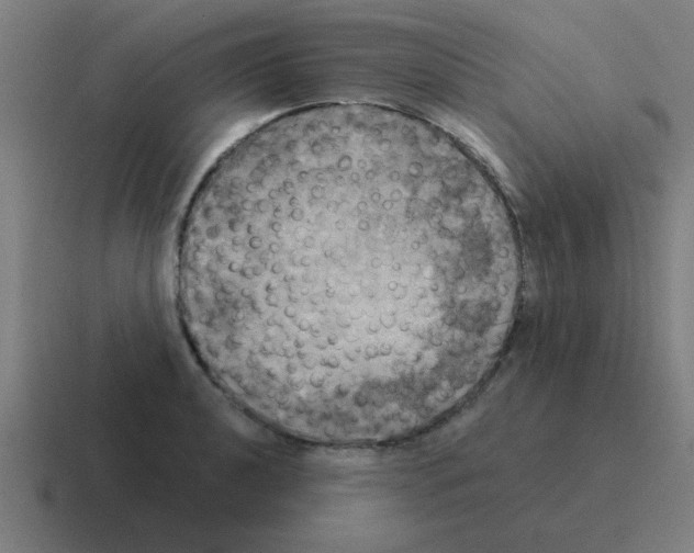 X0000116021040200912312149