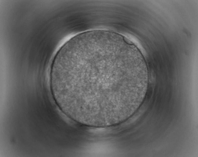 X0000116021054200912312149