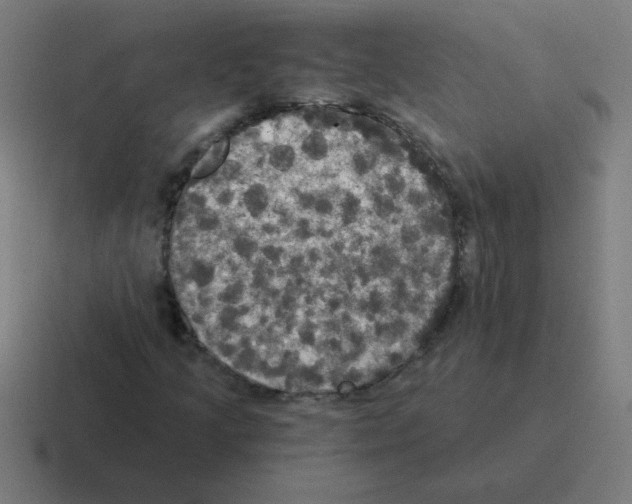 X0000116021205200912312146