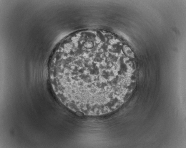 X0000116021267200912312146