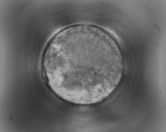 X0000116021279200912312146