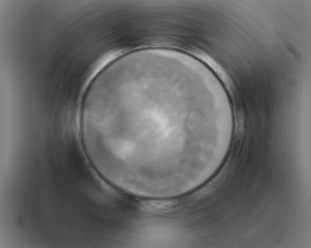 X0000116021294200912312145