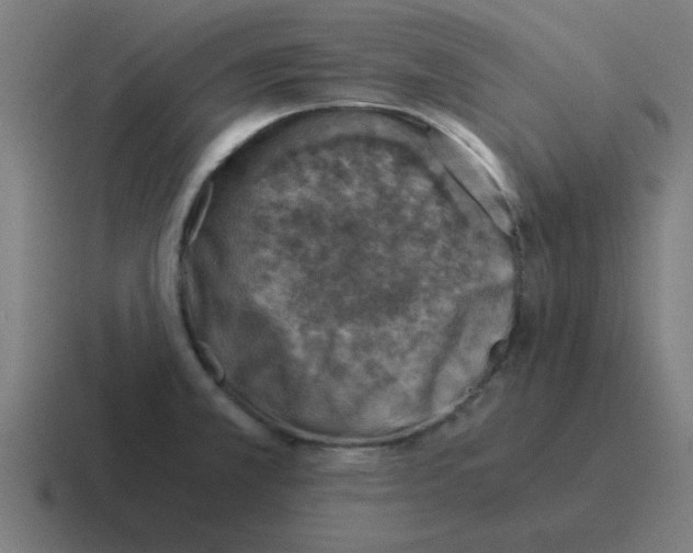 X0000116021381200912312144