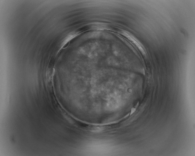 X0000116021385200912312144