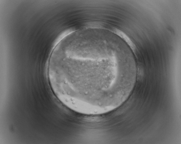 X0000116021386200912312144