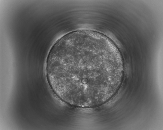 X0000116030856200911271134