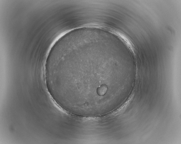 X0000116030808200912041933