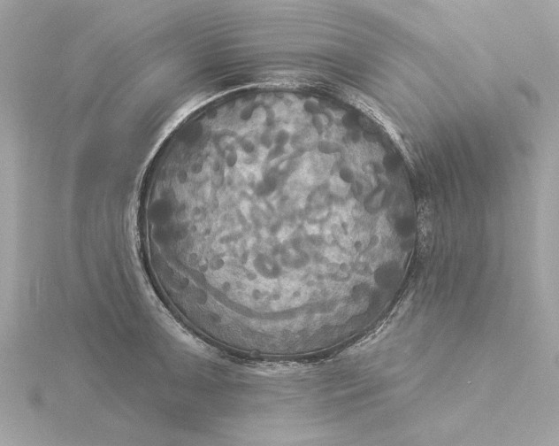 X0000116031091200912041929