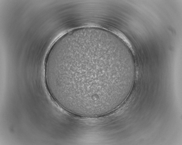 X0000116031096200912041929