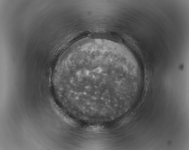 X0000116030065200912111425