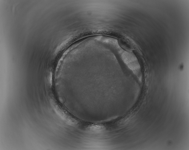 X0000116030067200912111425