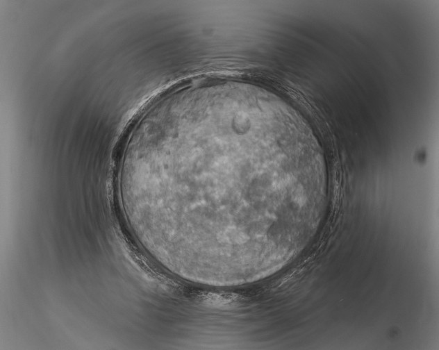 X0000116030346200912111421