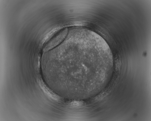 X0000116030350200912111421