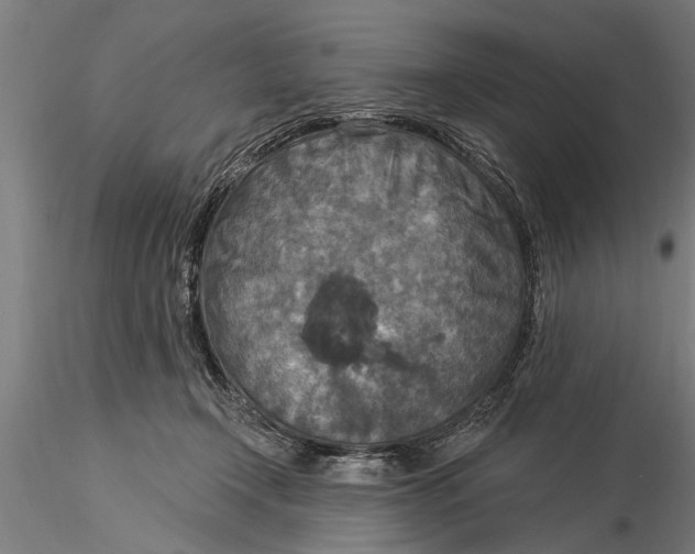 X0000116030366200912111421