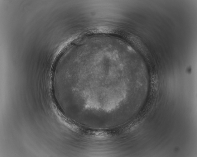 X0000116030395200912111421