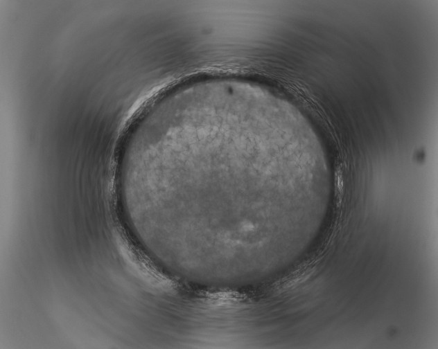 X0000116030396200912111421