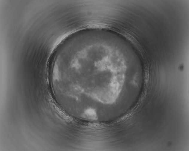 X0000116031022200912111411