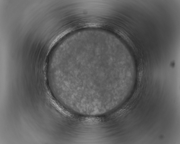 X0000116031026200912111411