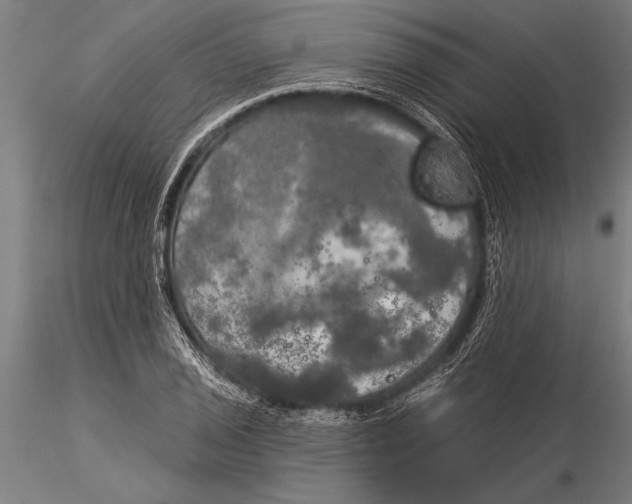 X0000116031029200912111411