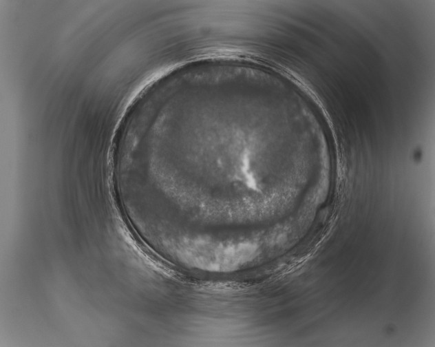 X0000116031045200912111411