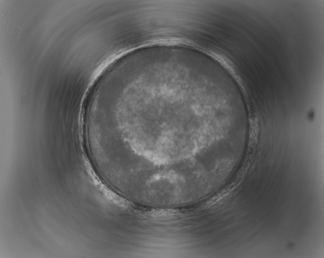 X0000116031046200912111411