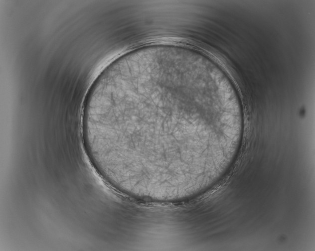 X0000116031050200912111411