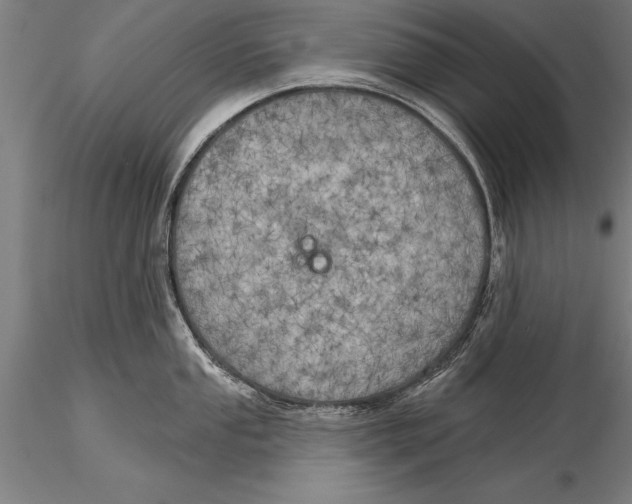 X0000116031053200912111411