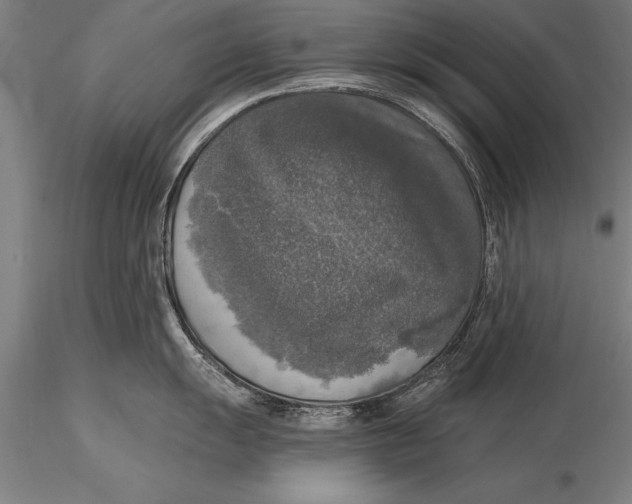 X0000116031055200912111411