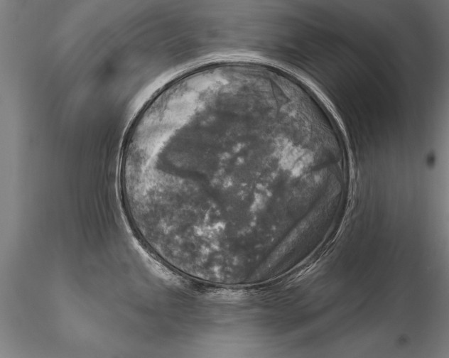 X0000116031245200912111408