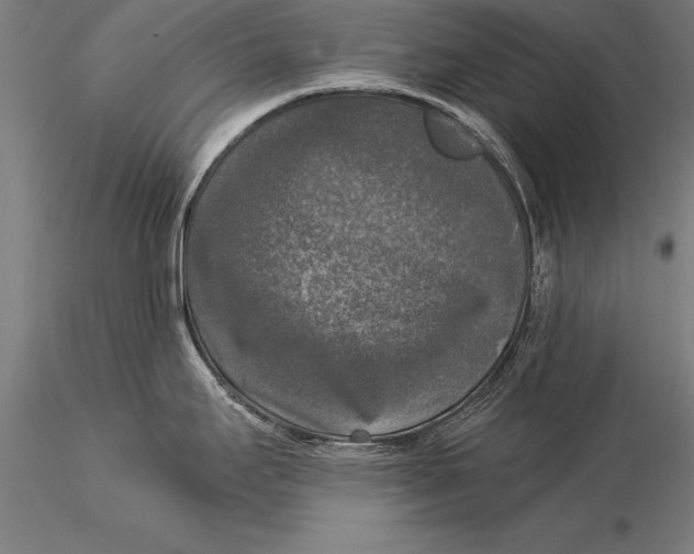 X0000116031295200912111407