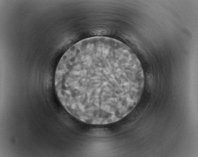 X0000116030499200912312215