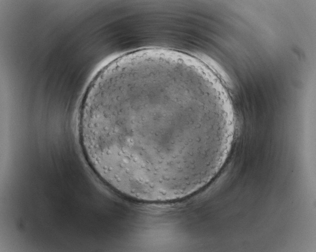 X0000116030854200912312211