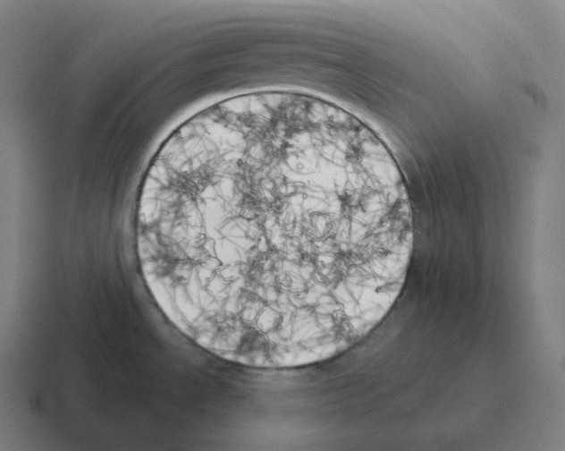 X0000116031534200912312202